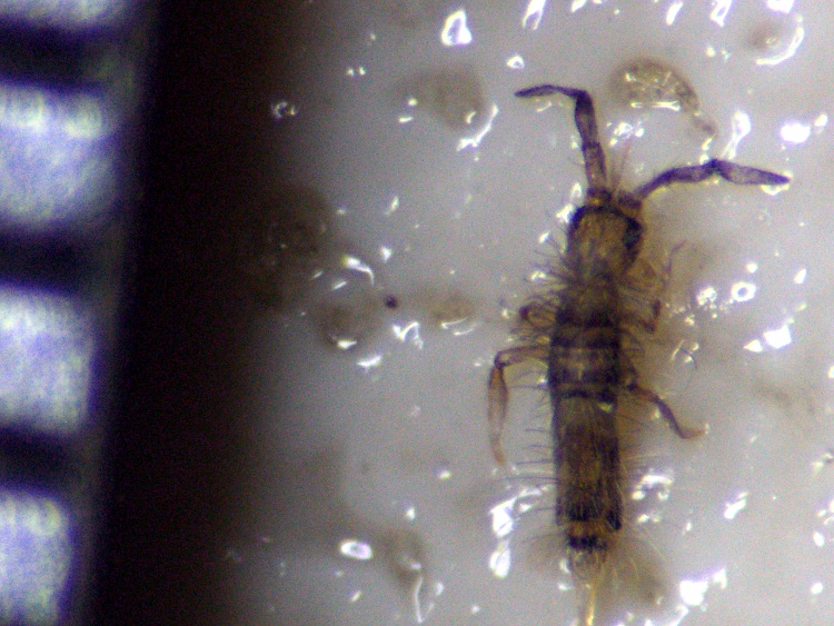 common carpet beetle. Carpet beetle larva with 0.5