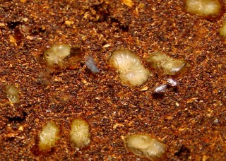 Beetle larvae - detail