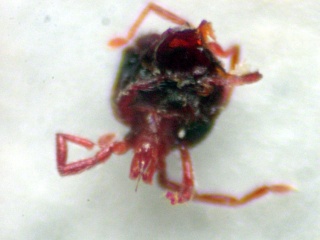 Red insect with stylet