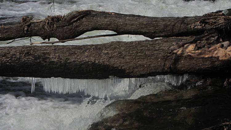 Red Oaks Mill Dam - icicles on deadwood