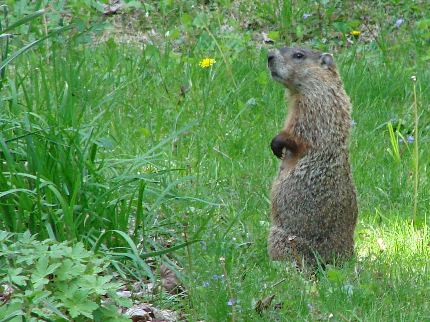 Groundhog On High Alert The Smell Of Molten Projects In The Morning