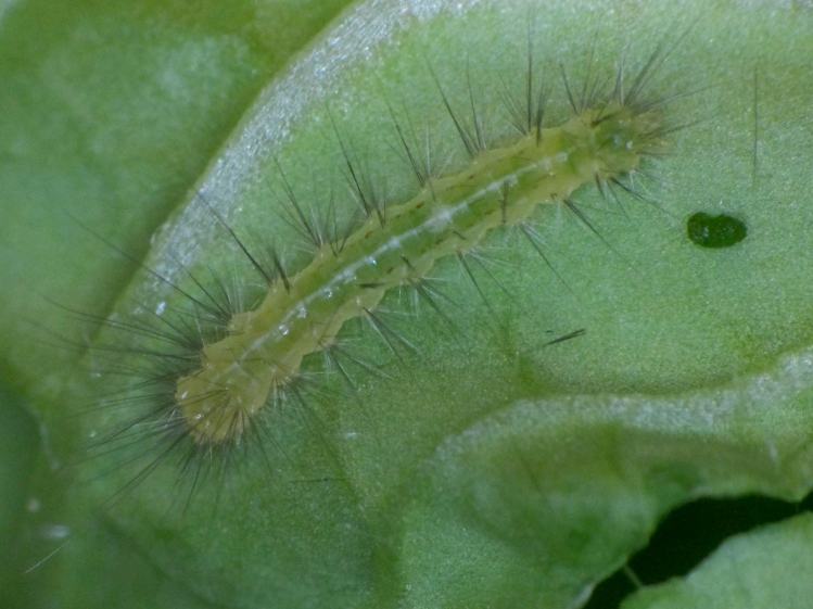 Mystery Caterpillar - 8 days