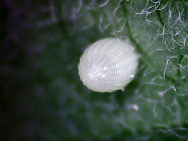 Monarch Egg - focus stacked
