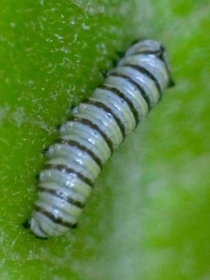 Monarch caterpillar 2 - 4 mm - 2017-08-03