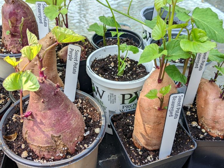 Plant Markers - sweet potatoes