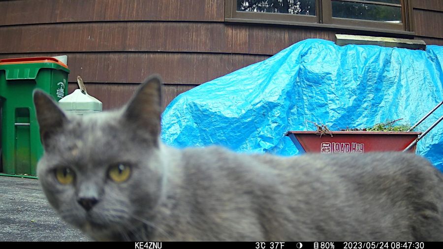 IM_00112 - Gray Cat - 2023-05-23
